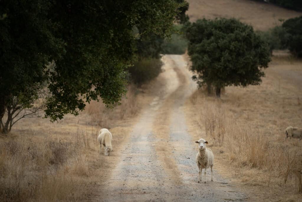 Peaceful countryside scene featuring grazing sheep along a winding dirt road under large trees.