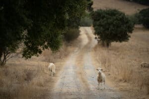 Peaceful countryside scene featuring grazing sheep along a winding dirt road under large trees.