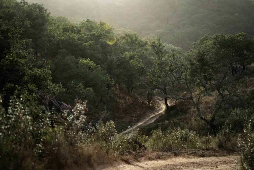 Serene forest trail surrounded by lush green trees and sunlight filtering through the canopy.