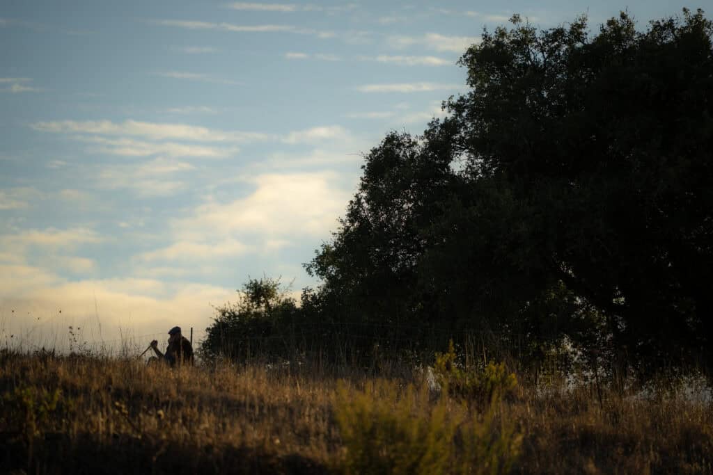Landscape of a person walking through a grassy field at sunset with trees in the background.