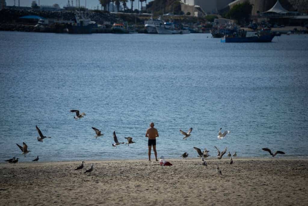 Seagull feeding at the beach with a person standing nearby, calm water, and boats in the background.