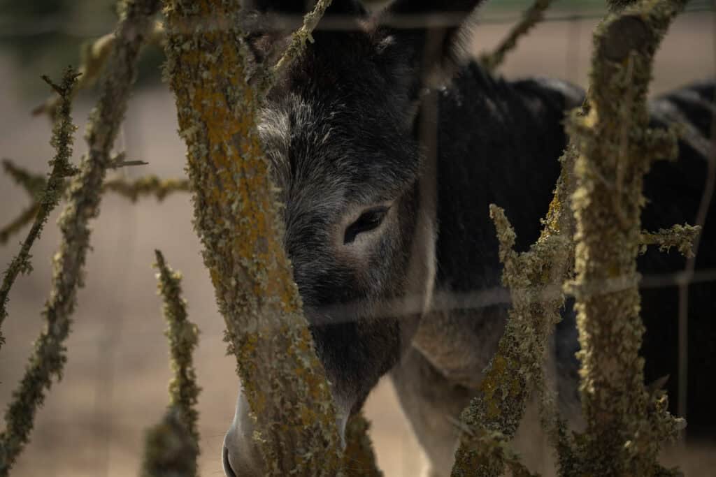 Close-up of a young goat peeking through tree branches in a farm setting.