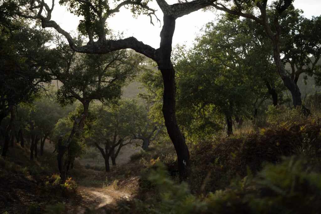 Serene forest trail with tall trees and soft morning light, perfect for nature photography and outdo.