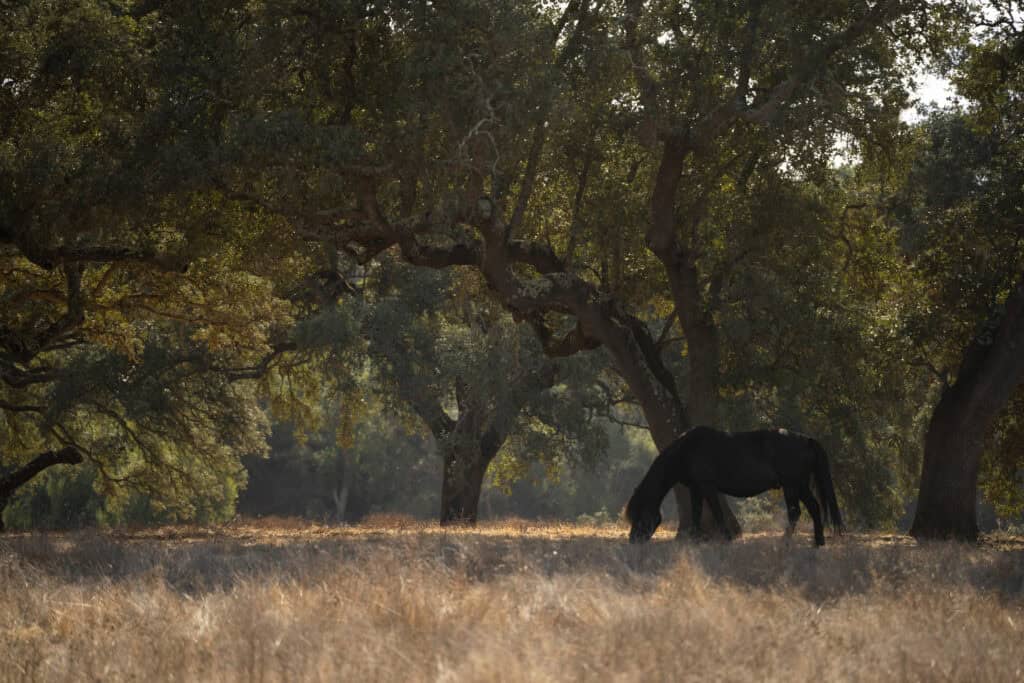 Horse grazing in a sunlit forest clearing with tall trees and golden grass.